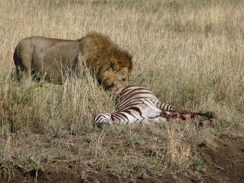 Lion, plain, Predator, no people, nature, kenya, lion - Feline, animal family, 1080P, Zebra, vertebrate, wilderness Area, land, group of animals, national Park