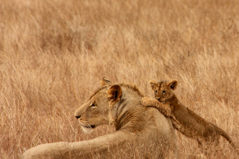 2K, undomesticated Cat, kenya, lion, trip, serengeti National Park, family, east Africa, savannah, animal, national Park, animals And Pets, big Cat, safari Animals