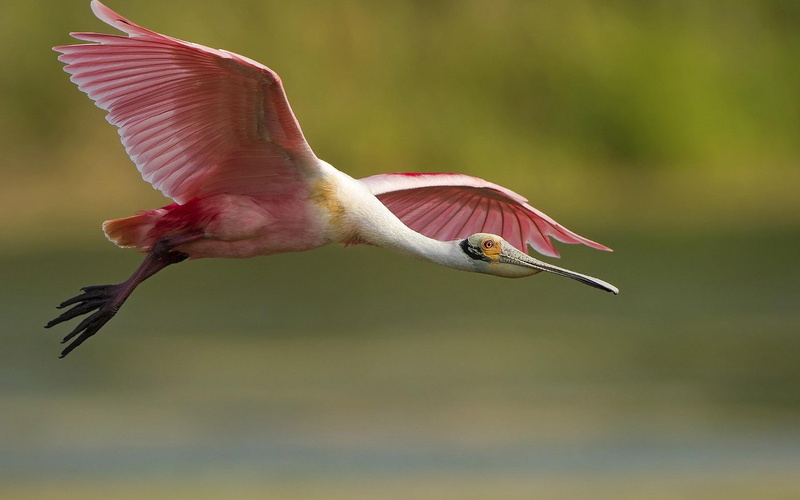 animals, flamingo, white, 1920x1200, flying, 1080P, red, bird