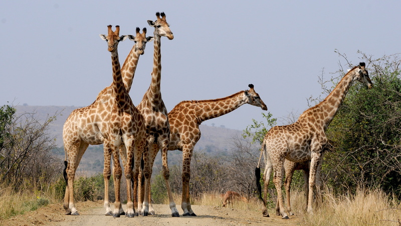 animals In The Wild, near, wildlife Reserve, standing, wild animals, herd, safari, africa, herbivorous, pattern, national Park, two animals, wildlife, five