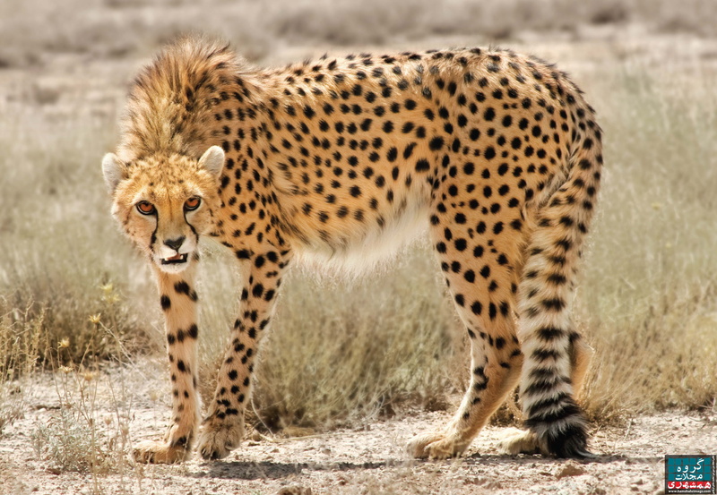 animals, cheetahs, iran, look, 5K
