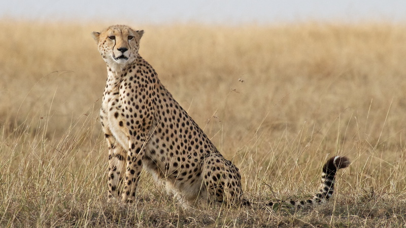 Cheetah  HD, 4K, cheetah