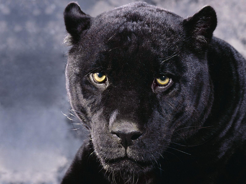 720P, black, cheetah