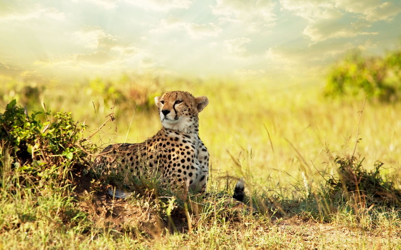 cheetah, 2K, savanna, africa