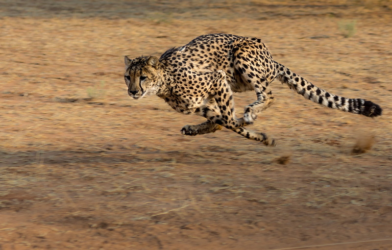 africa, leopard, 2K, spotted, safari, animal, stealth, one animal, run, no people, hunting, namibia, animal themes, aggression, carnivora, animal wildlife