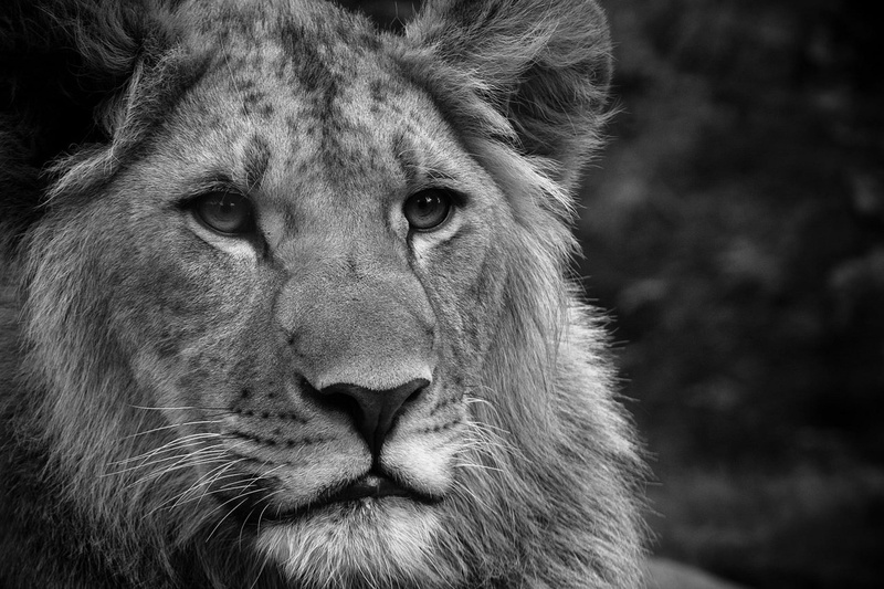 male Animal, large, animal, wildlife, vertebrate, black white, lion - Feline, 1080P, portrait, fluffy, animal themes, majestic, plain, animals Hunting