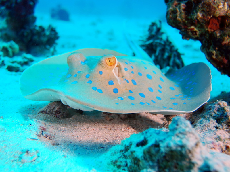 blue, tourism, fish, Worlds best diving sites, Brothers, Red sea, diving, 5k, Egypt, bottom, island, Batoidea, water, underwater, 2K, 4k