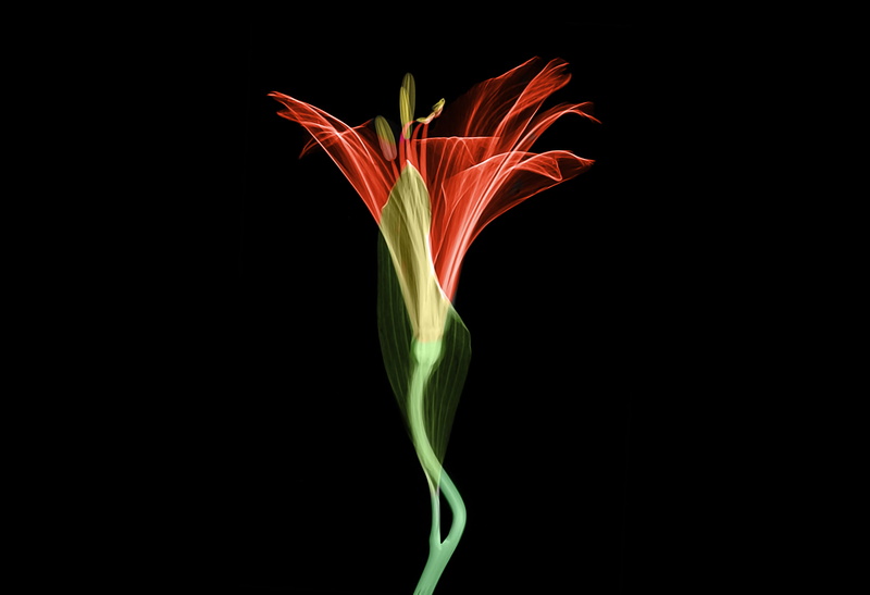 green, curve, detail, black, neon, illustration, computer Graphic, black Color, 2K, flower, smoke - Physical Structure, glowing, flowing, plant, nature