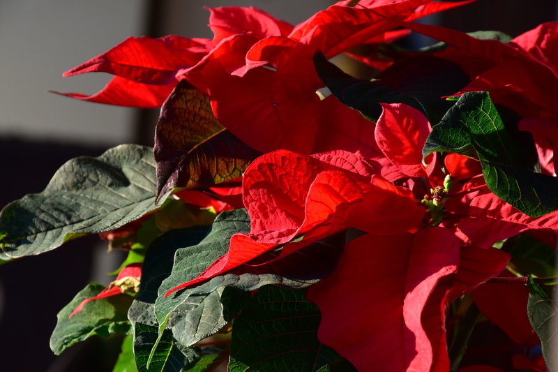 rose - Flower, close-up, flower head, Poinsettia, spurge family, growth, adventsstern, sunlight, color Image, euphorbia, plant, euphorbiaceae, flowering plant
