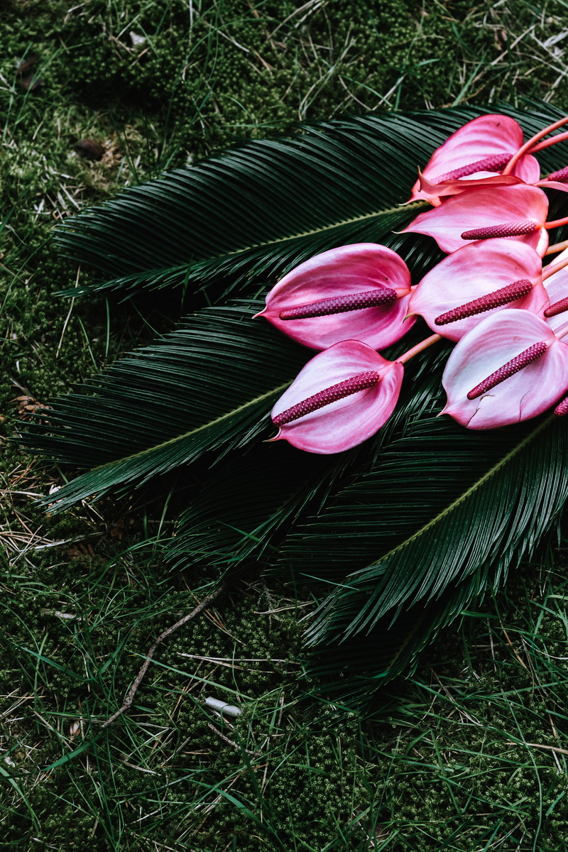 day, flowering plant, leaf, green Color, purple, flower, growth, pink color, fragility, land, flora, tropical, vulnerability, nature, grass, outdoors, no people