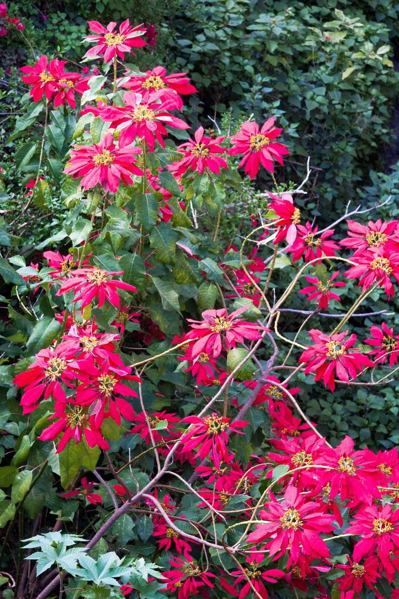 pulcherrima, 4K, flower head, growth, freshness, poinsettia, green, plant part, nature, fragility, day, euphorbiaceae, adventsstern, flower, euphorbia
