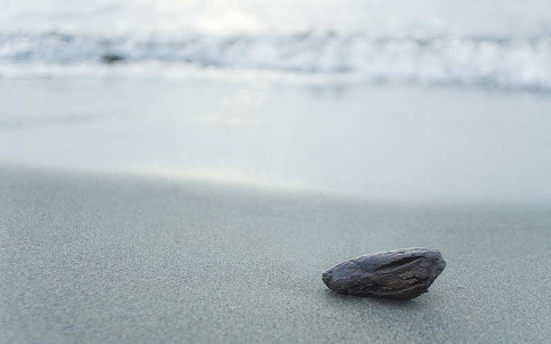 beach, animal themes, white, surface, gray, tranquility, 1080P, land, beauty in nature, focus on foreground, pebble, top, surface level, selective focus