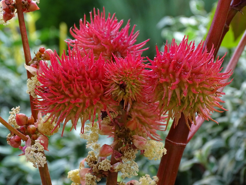 beauty in nature, day, wonder tree, poisonous plant, bloom, freshness, red, bedding plant, focus on foreground, botany, plant, ricin, no people, growth