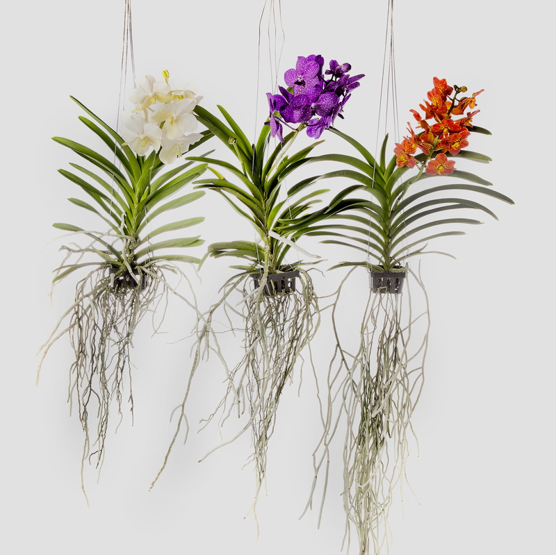 beauty in nature, green color, photo, pink, 2K, purple, white background, close-up, three, vanda, flowers, hanging, nature, leaf, flower arrangement, plant