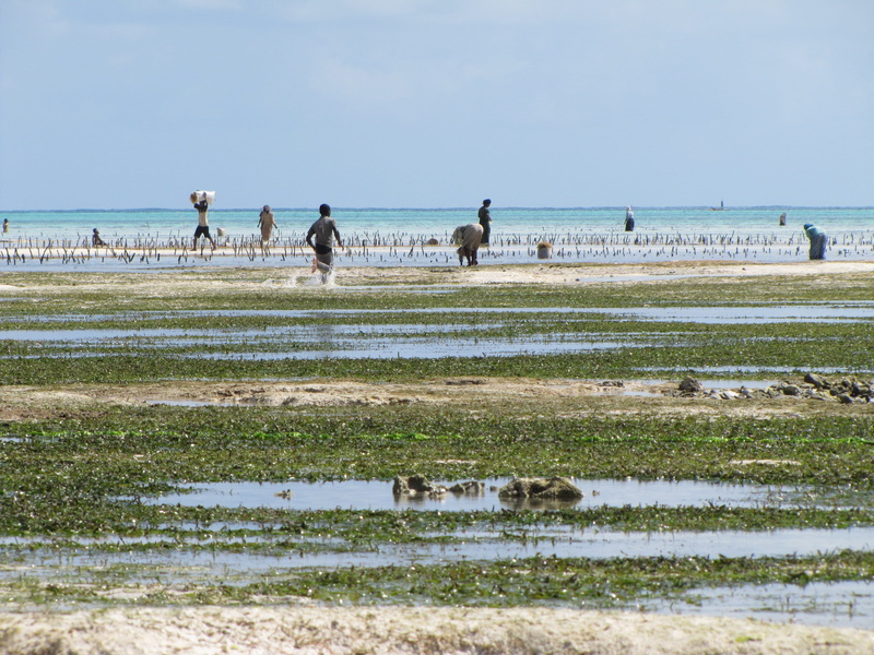 sea, farmer, weed, nature, beach, child running, animal wildlife, group of animals, 4K, Coast, horizon over water, Lines, Zanzibar, Running, Child, outdoors