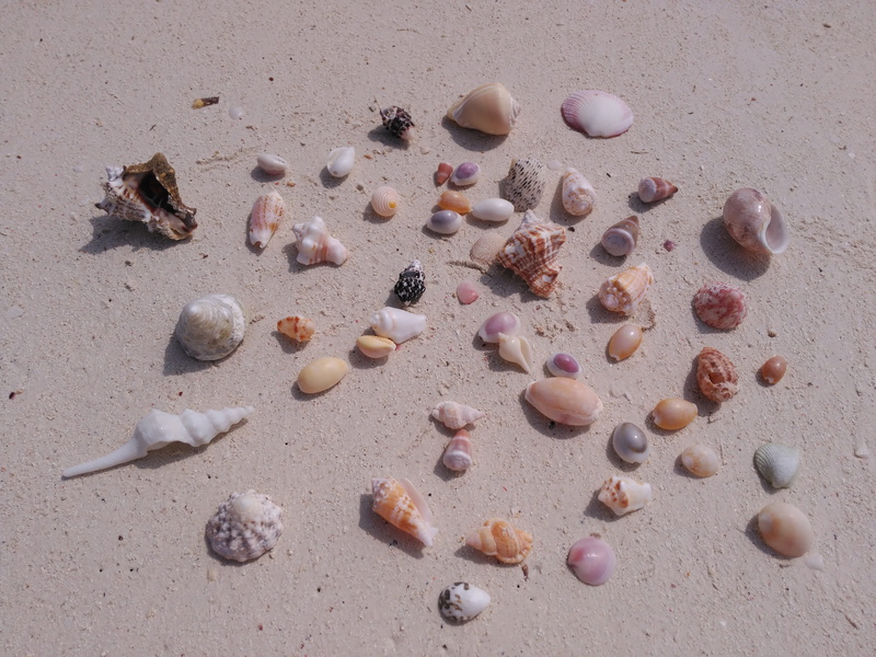 high angle view, beauty in nature, shell, day, stone, shells, nature, beach, sea, variation, large group of objects, stone - object, land, still life, animal wildlife