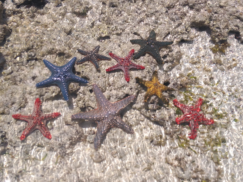 star shape, undersea, tanzania, sea life, animal wildlife, water, one animal, land, shape, sea, 4K, no people, marine, sea-stars, animal themes, outdoors