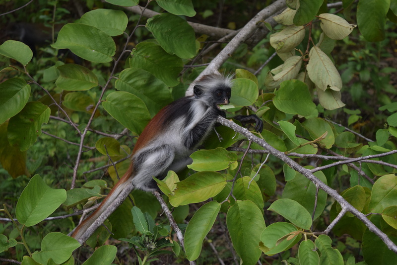 branch, green color, vertebrate, one animal, day, outdoors, leaf, mammal, 5K, primate, animal wildlife, zanzibar, nature, animal themes, endemic monkey