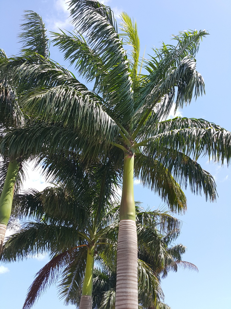 4K, plant, palm tree, zanzibar, tropical, coconut palm tree, nature, palm leaf, beauty in nature, tree trunk, day, leaf, tranquility, green color, tropical climate