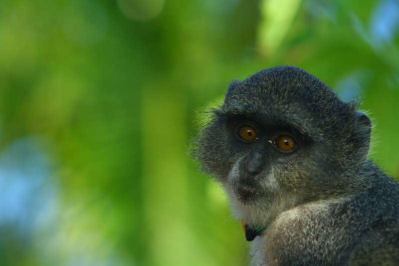 zanzibar, 4K, nature, mammal, day, wildlife, looking away, forest, looking, no people, primate, outdoors, monkey, animal body part, animal wildlife, animal head
