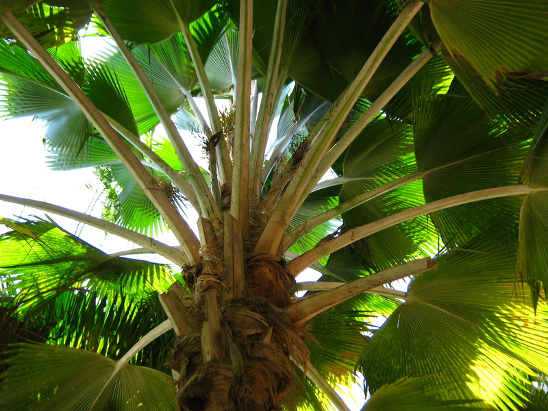 nature, sunlight, beauty in nature, tropics, shadows, tree, trunk, directly below, coconut palm tree, growth, palma, branches, plant part, tropical tree