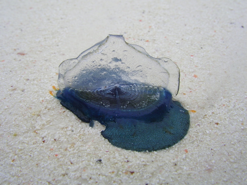 sea life, beach, fish, snail, land, animal, animal themes, zanzibar, animal wildlife, outdoors, sea, close-up, high angle view, water, no people, day, 1080P