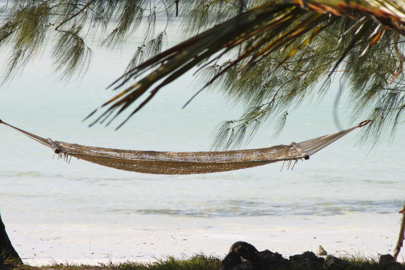 land, africa, animal themes, zanzibar, animals in the wild, holiday, sea, nature, sand beach, tanzania, exotic, one animal, coconut palm tree, vertebrate