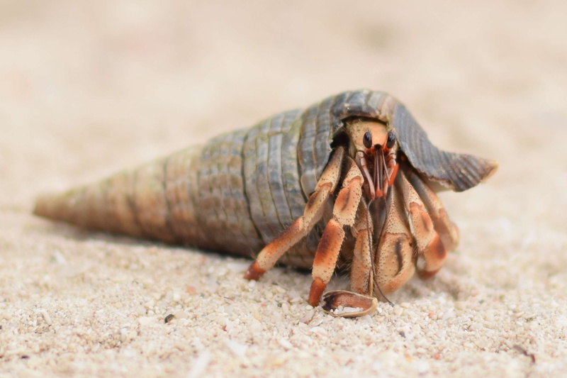 tilt shift, close-up, land, tropical, 4K, beach, marine, animal, hiding, nature, day, animal shell, wildlife, africa, hermit crab, close up, no people