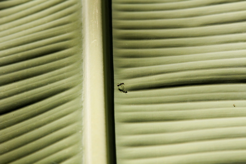 5K, detail, plant part, green, palm tree, day, beauty in nature, shadow, close-up, pattern, green color, leaf, banana, invertebrate, backgrounds, zanzibar town