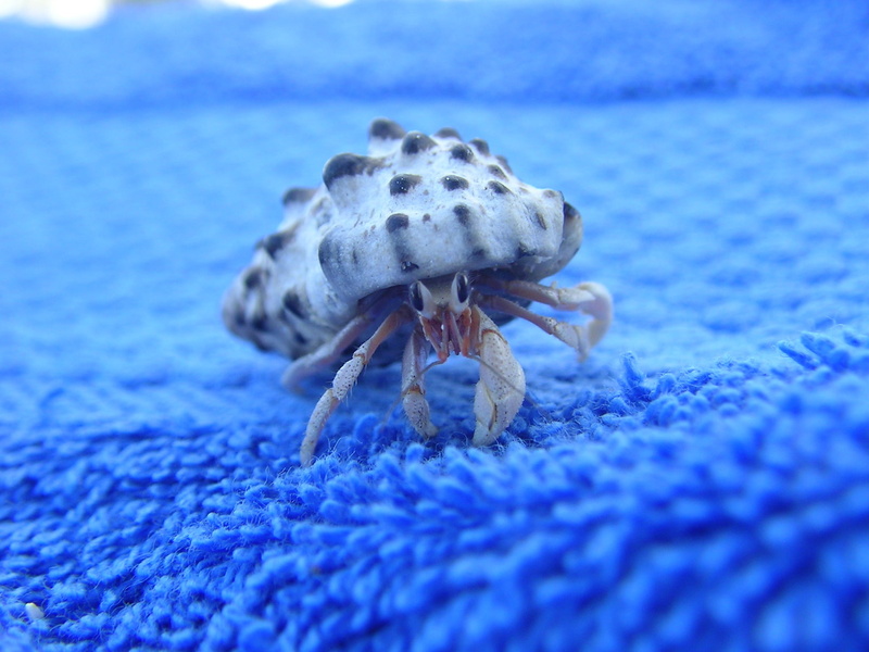 one animal, underwater, no people, day, animal, close-up, africa, animals in the wild, animal themes, selective focus, 1080P, outdoors, marine, animal wildlife