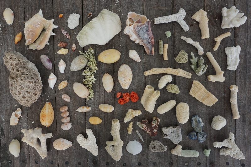 close-up, full frame, holiday, no people, directly above, Vacation, variation, still life, maafushi, Art, Shell, wood - material, Marine, choice, decoration