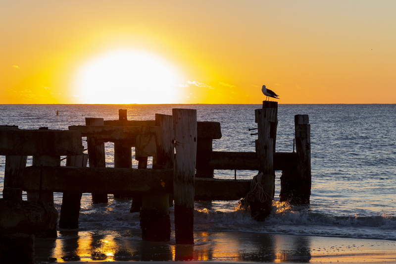 sun, jurien bay jetty, 2K, horizon over water, scenics - nature, animal wildlife, australia, seagull, sea, beauty in nature, vertebrate, orange color