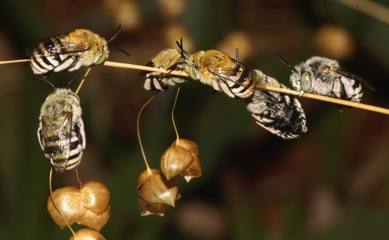 group of animals, insect, Insects, vulnerability, nature, animal wildlife, plant, amegilla, 4K, animal themes, flower, westernaustralia, fragility, dry