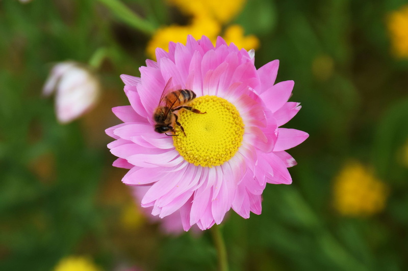 petal, freshness, close-up, perth, animal themes, pollen, pollination, kingspark, australia, inflorescence, plant, bee, animal, vulnerability, growth, animals in the wild