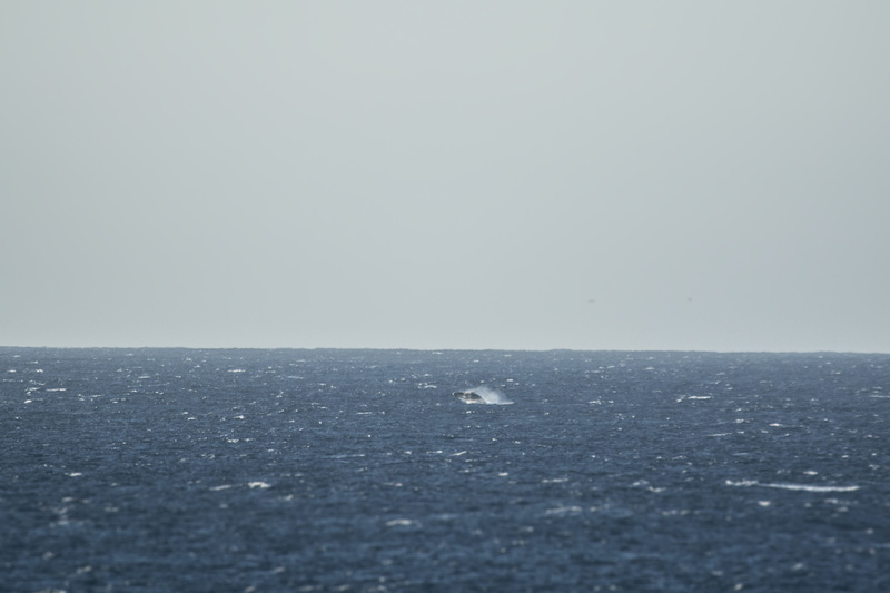 tranquil scene, horizon over water, margaretriver, sugarloaf rock, sky, water, australia, no people, horizon, sugarloafrock, viewfromtheshore, copy space