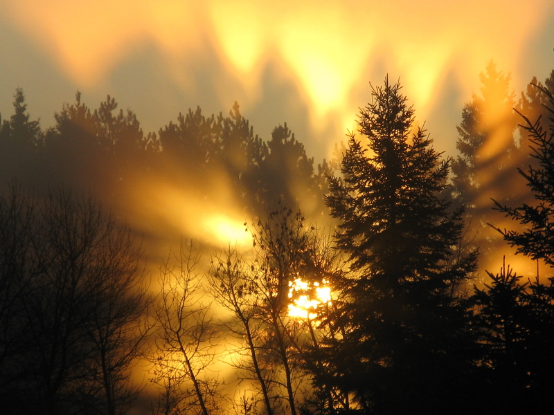 silhouette, photo, sky, FWS, sunset, U.S. Fish and Wildlife Service, pine, sun, sunlight, Sunrise, outdoors, Landscapes, orange Color, Midwest, Creative Commons