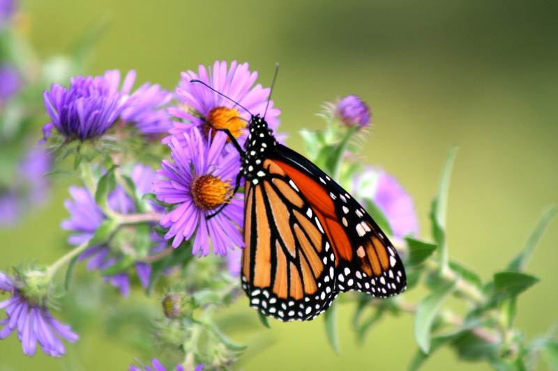animal, focused, summer, 2K, New England Aster, brown, close-up, selective, butterfly - Insect, Butterflies, aster, pollinator, photography, Monarch, insect