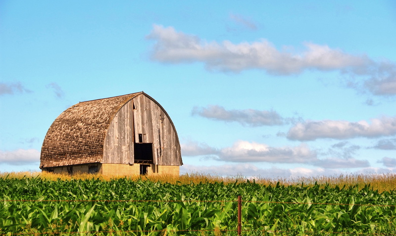 Barn, plants, Abandoned, Midwest, nature, day, light, 4K, rural Scene, field, brown, farm, house, agriculture, rural, farm house