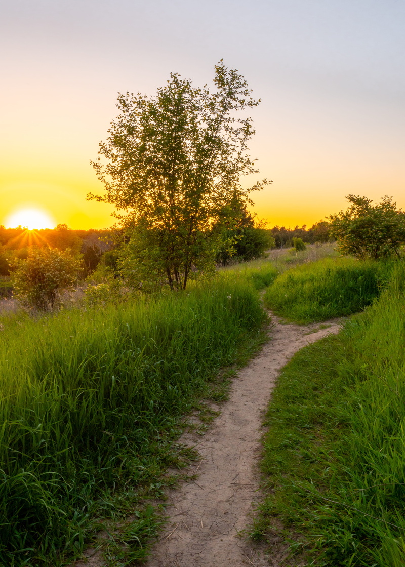 growth, 5K, grassland, outdoors, trail, sunset, tranquil scene, midwest, olympus, green, vertical, tranquility, field, path, green color, yellow, evening
