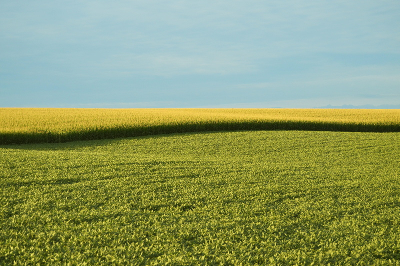 outdoors, farm, agricultural, natural, modified, grass, outdoor, yellow, organic, bio, season, country, harvest, scenic, day, landscape, green color, non-gmo