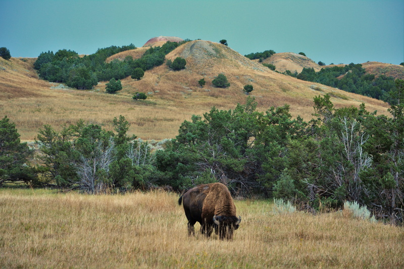 animal wildlife, field, animal, landscape, wild, outdoors, badlands, bison, nature, domestic animals, no people, grass, livestock, mammal, south dakota