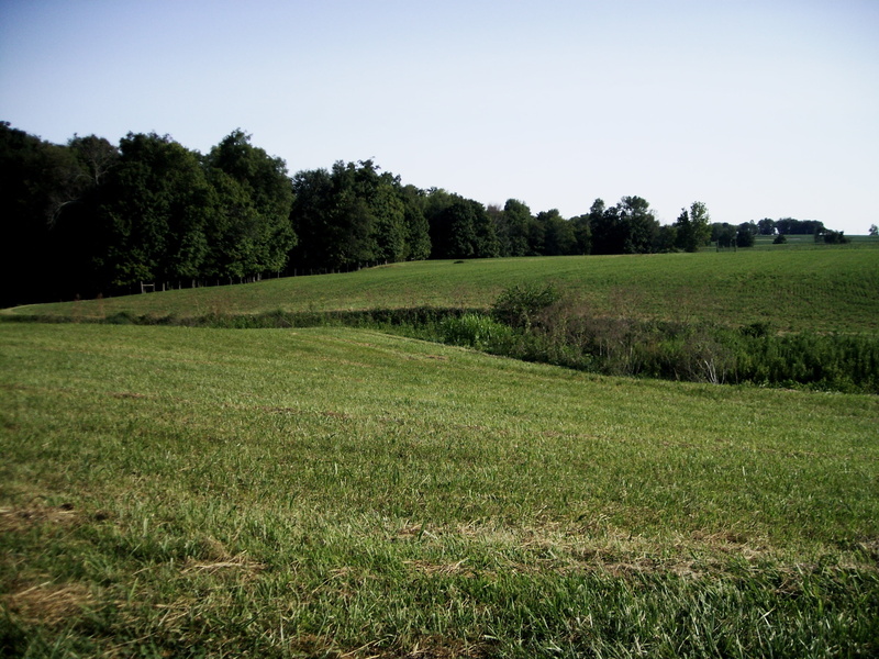 rural, nature, sky, no people, farm, non-urban scene, day, tranquility, growth, green color, tree, meadow, view, midwest, plant, farmland, landscape, natural
