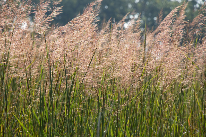 focus on foreground, green color, day, prairie, growth, close-up, outdoors, tranquility, grass, landscape, forest, plant, indiangrass, midwest, land, yellow indiangrass