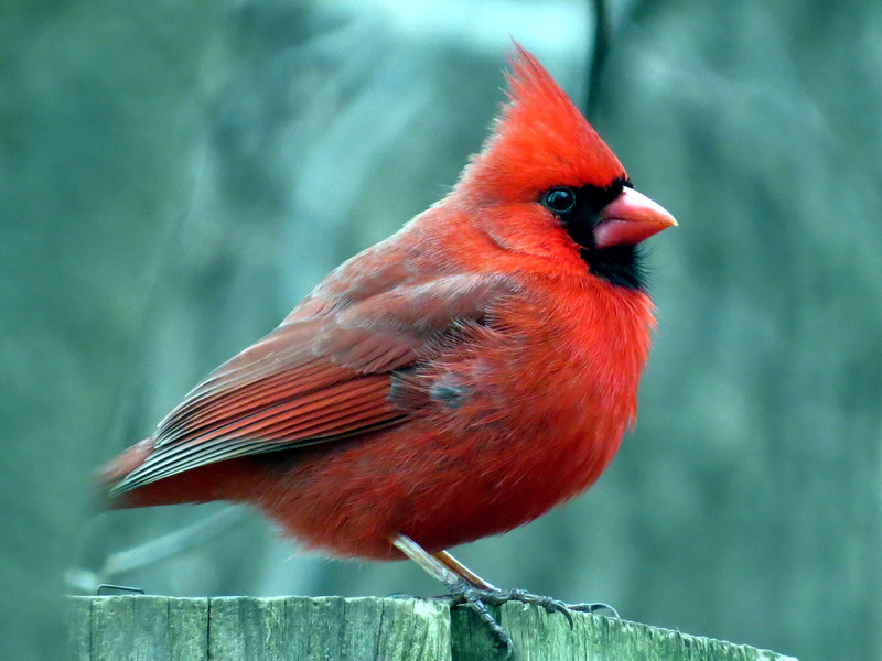 brown, panel, intensity, animal planet, color, cardinal, outdoor, nature, focus, perching, selective, striking, outdoors, feathers, eyes, wild, global