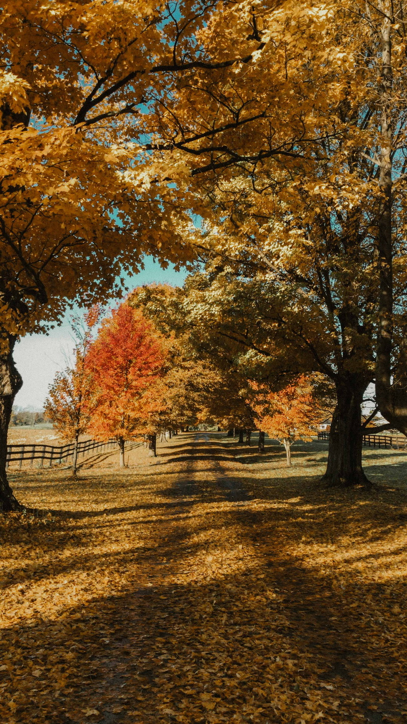 no people, tranquility, red, country living, beauty in nature, land, country, driveway, autumn collection, 4K, shadow, landscape, orange color, plant