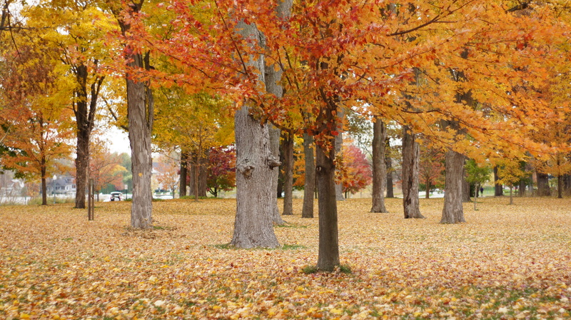 fall, winona lake, midwest, nature, plant, natural condition, country, tree, tree trunk, no people, trunk, 2K, indiana, colorful, orange, scenics - nature