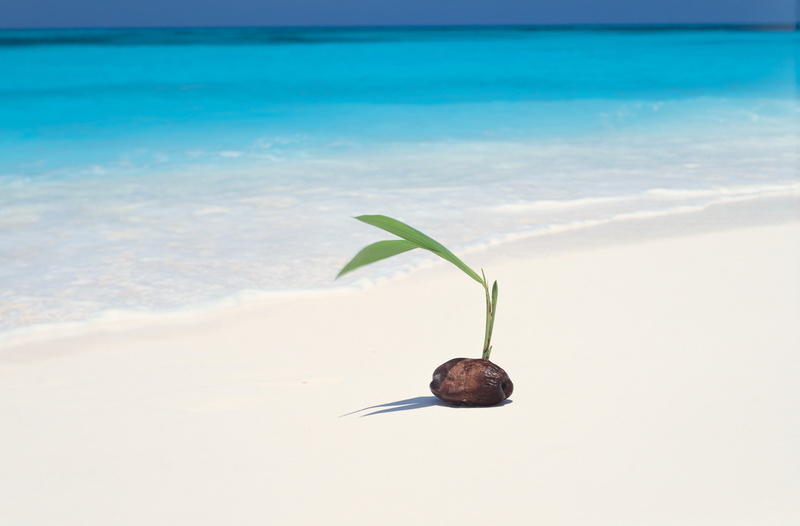 outdoors, palmtree, turquoisewater, Beach, Coconut, no people, animal themes, seashore, Seed, invertebrate, blue, animal, Clear, animal wildlife, Water
