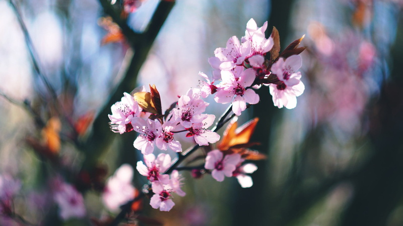 vulnerability, pink color, petaled, 1080P, nature, petal, no people, cherry blossom, pollen, flowers, growth, cherry tree, flowering plant, fragility