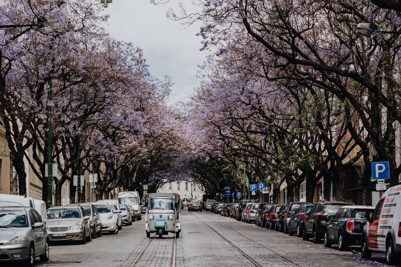 lisboa, transportation, cherry blossom, mode of transportation, motor vehicle, avenida, building exterior, carlos, dom, springtime, Jacaranda, trees, land vehicle