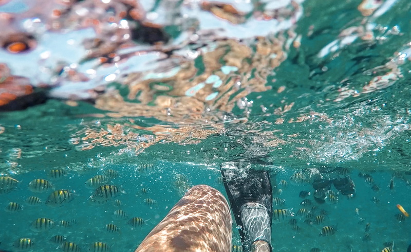 oceanview, snorkeling, vacations, swimming pool, lifestyles, human body part, fish, beach, water, nature, human leg, turquoise colored, cancun, explore